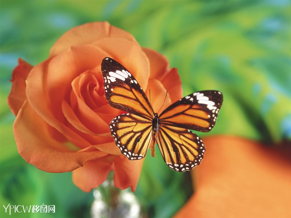 蝶恋花14