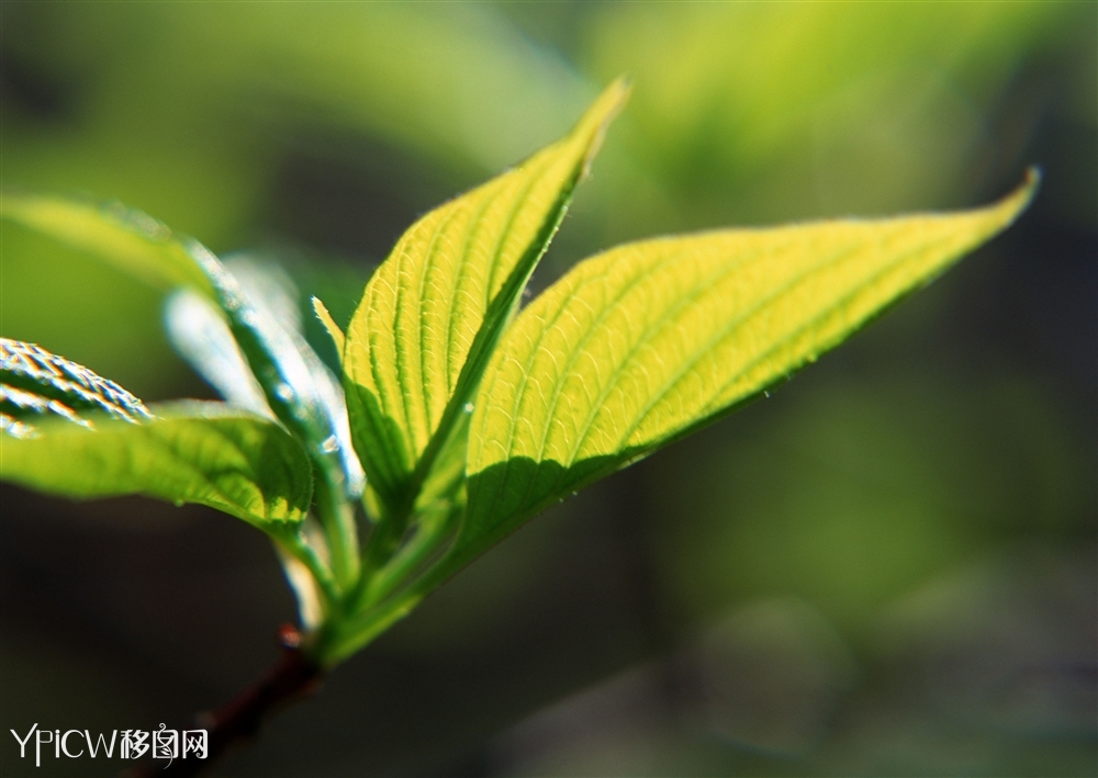 绿叶近景13