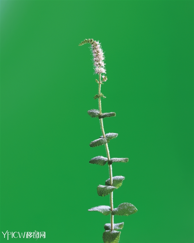 插花造型12