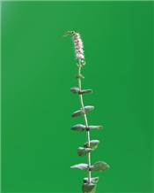 插花造型12