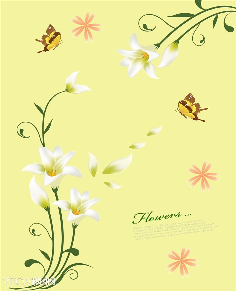 百合花蝴蝶