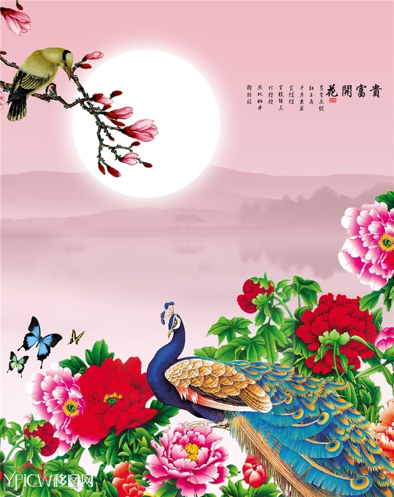 > 花开富贵 孔雀