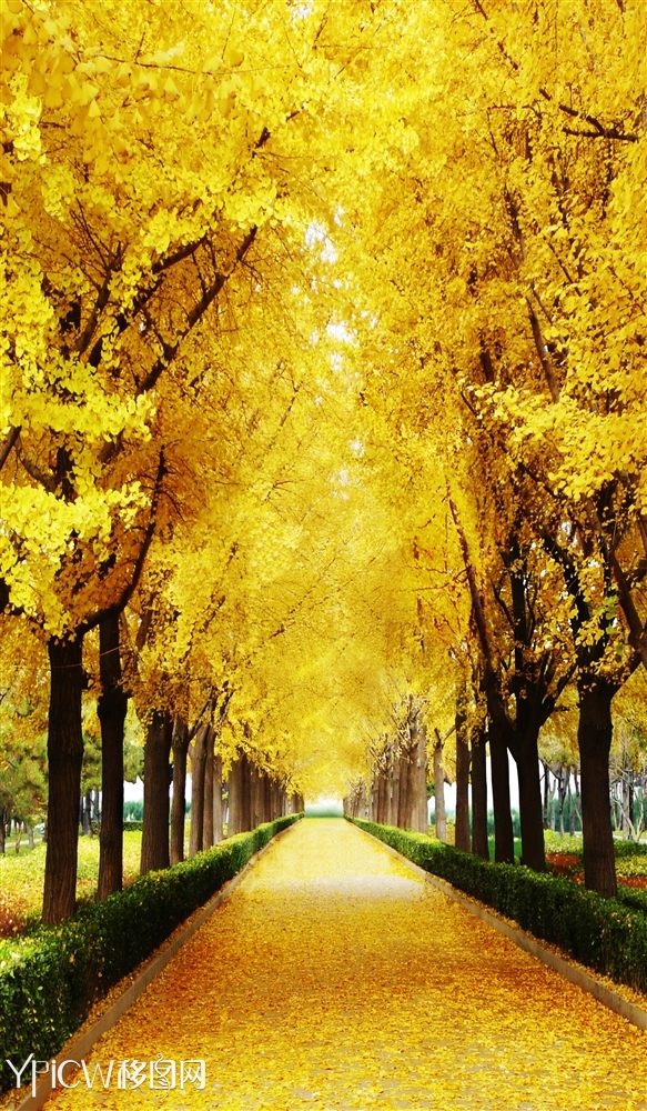 黄金满地