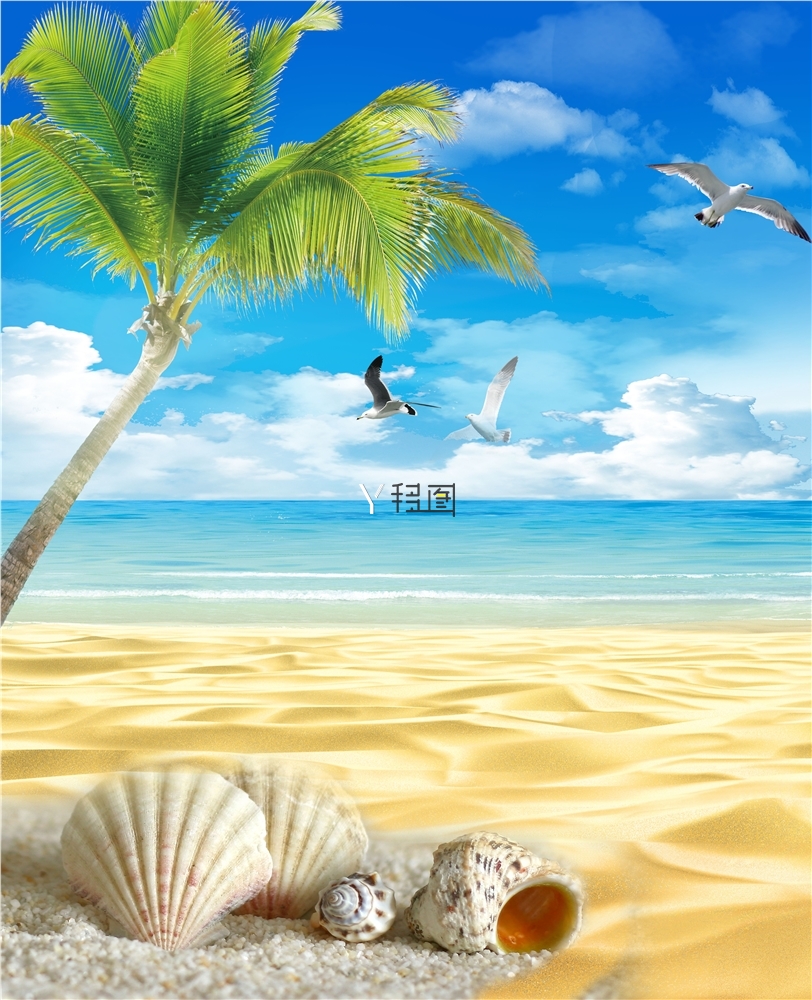 海滩 贝壳 椰树