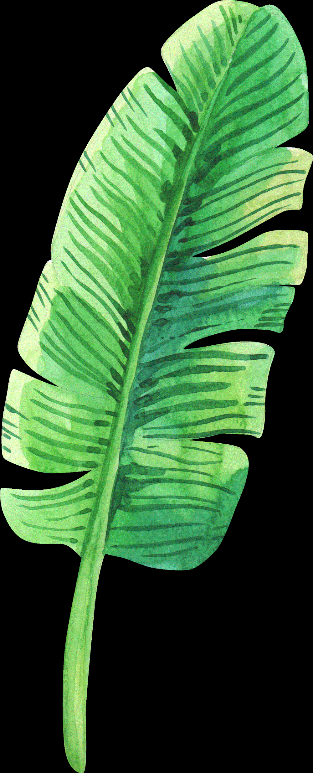 水彩绿色热带雨林植物叶子免抠9