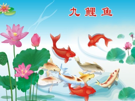 > sz011 九鲤鱼 荷花